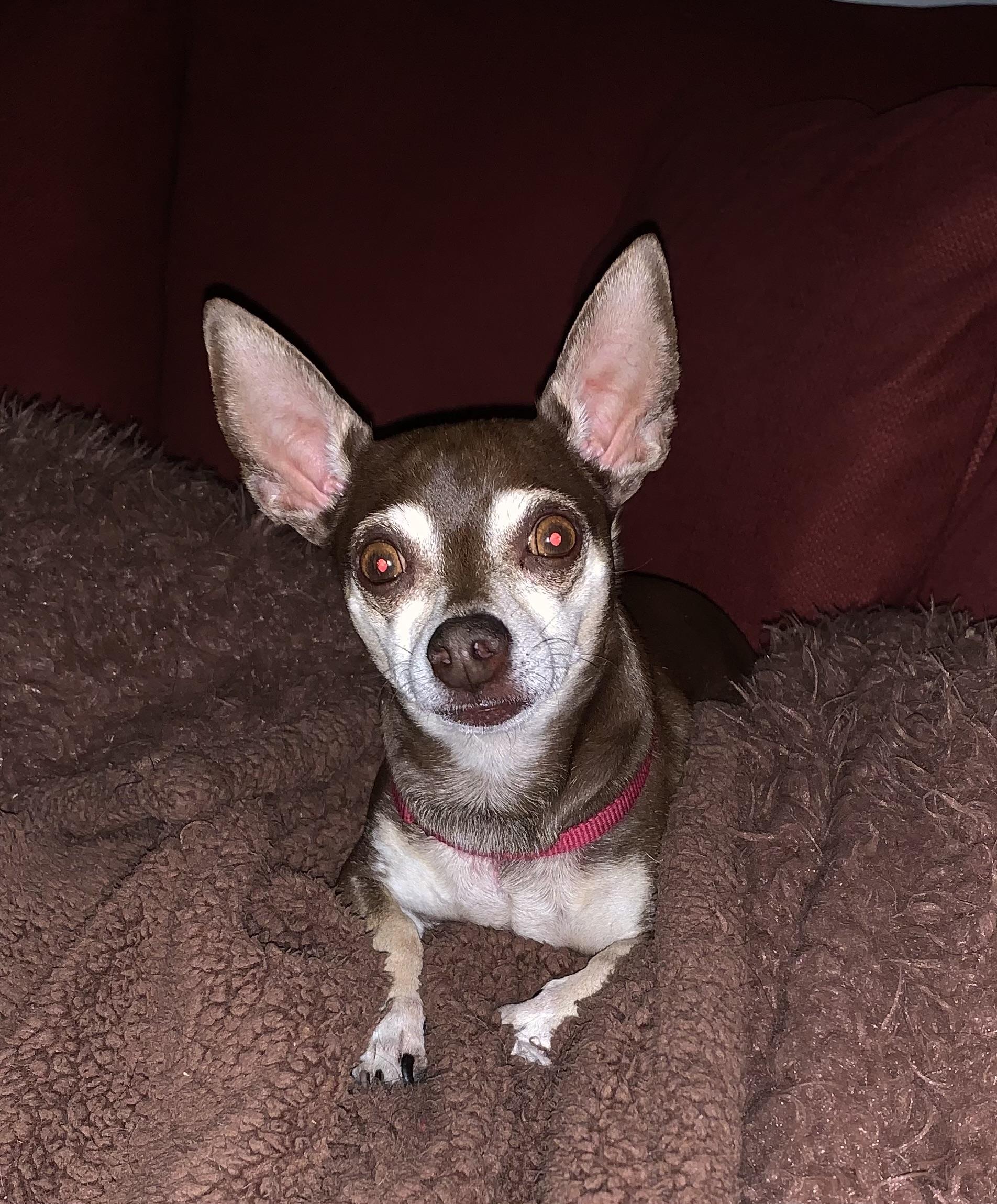 Enlarge Coco, a ADOPTABLE Chihuahua in Fremont, CA image 1/2