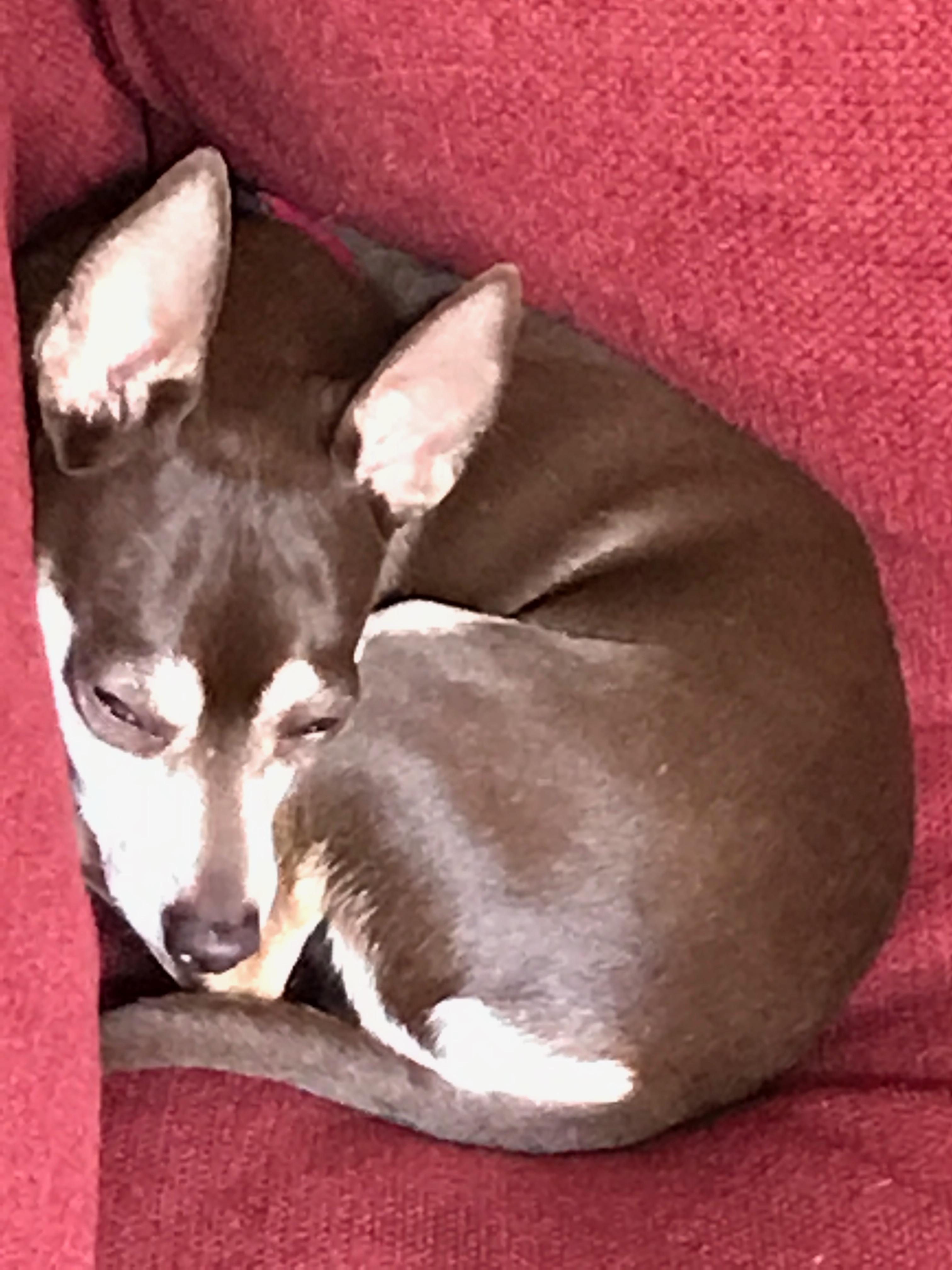 Enlarge Coco, a ADOPTABLE Chihuahua in Fremont, CA image 2/2