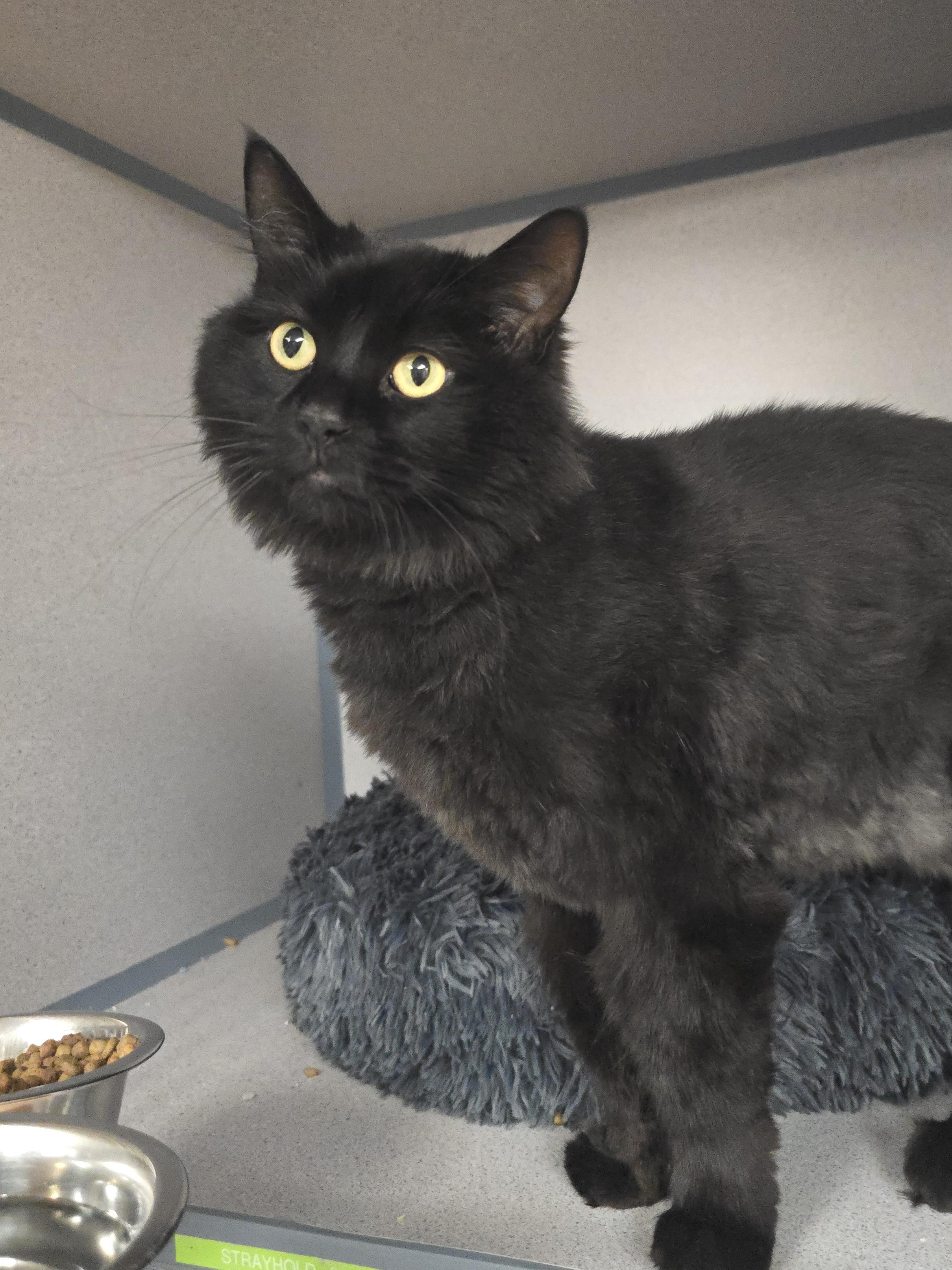 Wilson, an adoptable Domestic Long Hair in Canon City, CO, 81212 | Photo Image 1