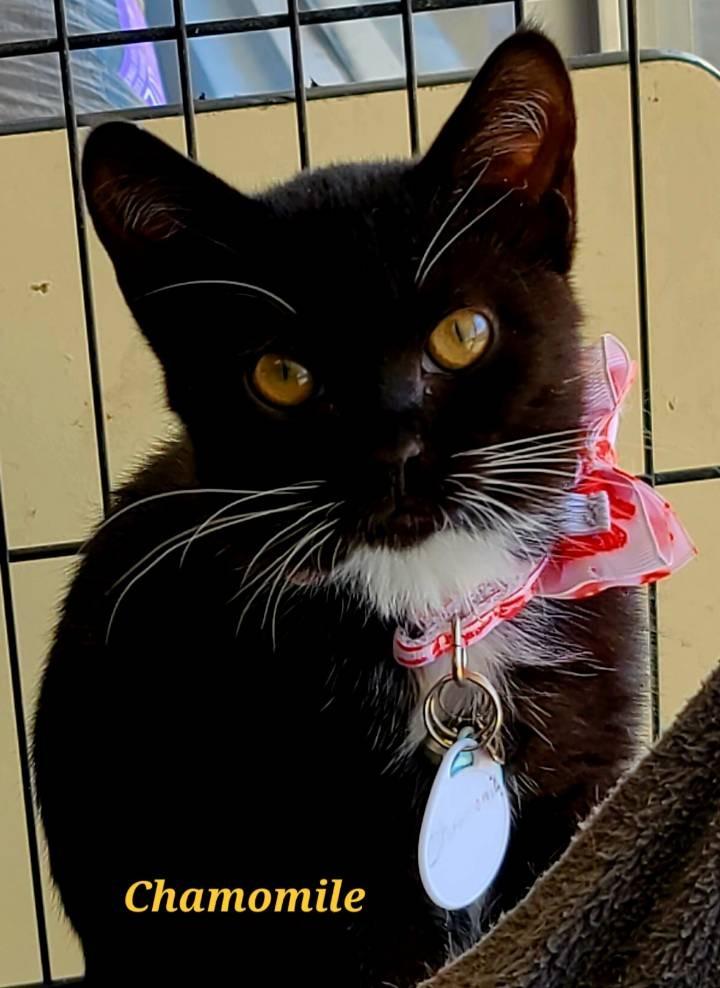 Chamomile, Adoptable, Kitten Female Domestic Short Hair.