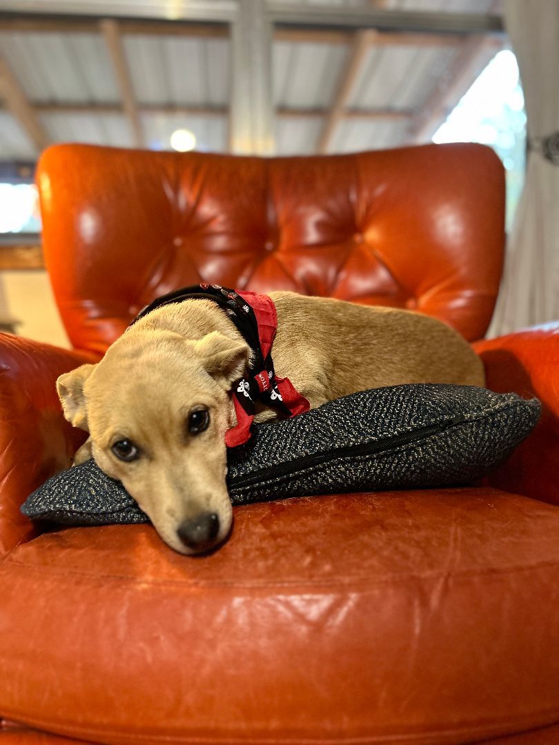 Enlarge Blondie, a Adopted Mixed Breed in Columbia, LA image 1/2