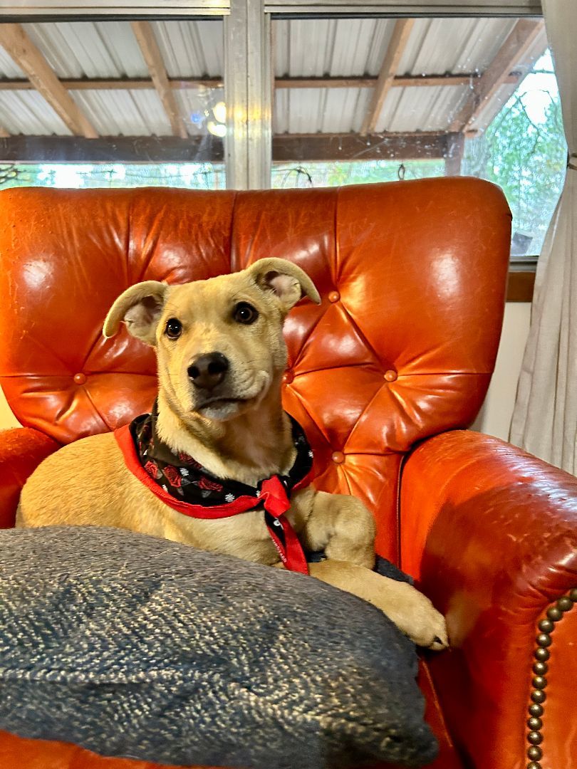 Blondie, Adopted, Young Female Mixed Breed.