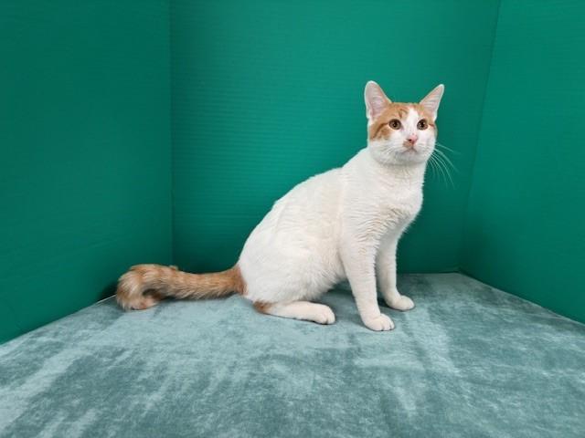 Sherbert, Baby Male Domestic Short Hair