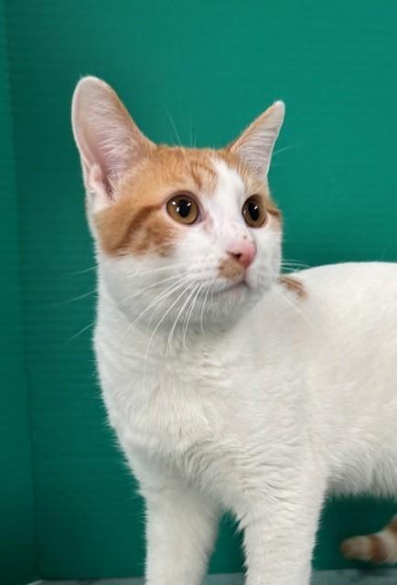 Sherbert, a Adoptable Domestic Short Hair in Hawk Point, MO image 2/4