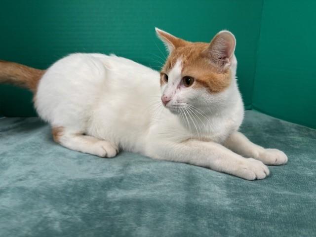 Sherbert, a Adoptable Domestic Short Hair in Hawk Point, MO image 3/4