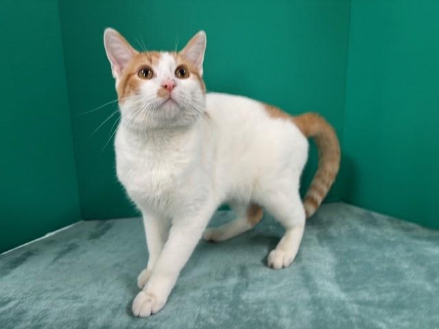 Sherbert, a Adoptable Domestic Short Hair in Hawk Point, MO image 4/4