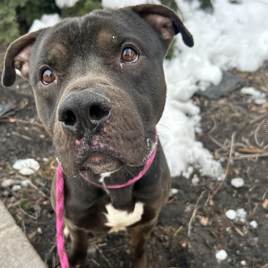 Enlarge Timmy Turner, a Adoptable Pit Bull Terrier in Newark, NJ image 1/3