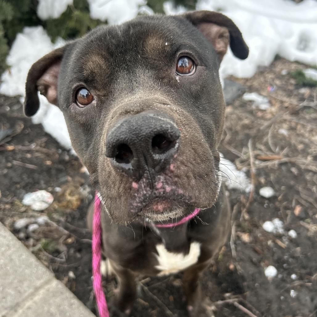 Enlarge Timmy Turner, a Adoptable Pit Bull Terrier in Newark, NJ image 2/3