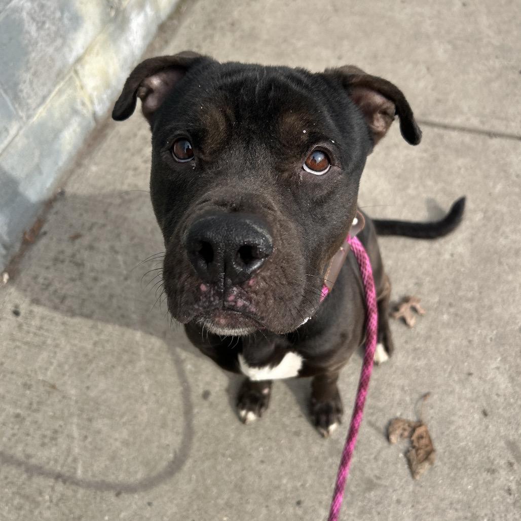 Enlarge Timmy Turner, a Adoptable Pit Bull Terrier in Newark, NJ image 3/3