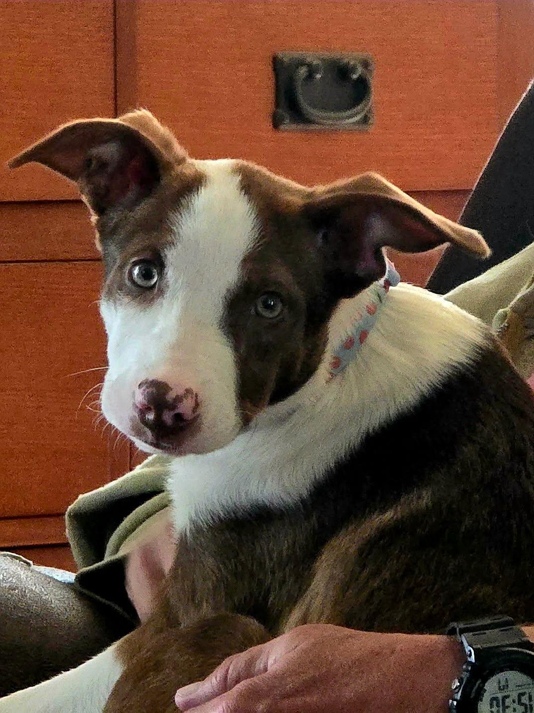 Enlarge Dolly, a Adoptable mixed breed in Portsmouth, VA image 6/6