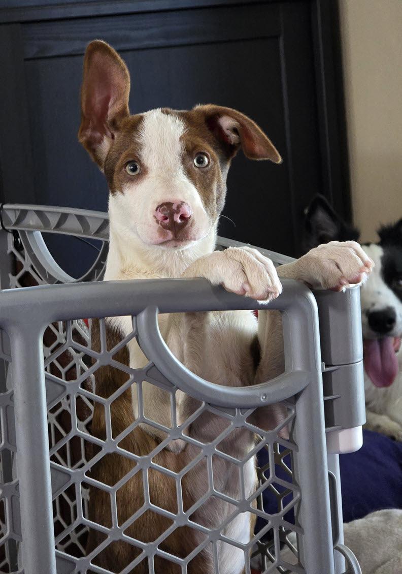 Enlarge Dolly, a Adoptable mixed breed in Portsmouth, VA image 5/6
