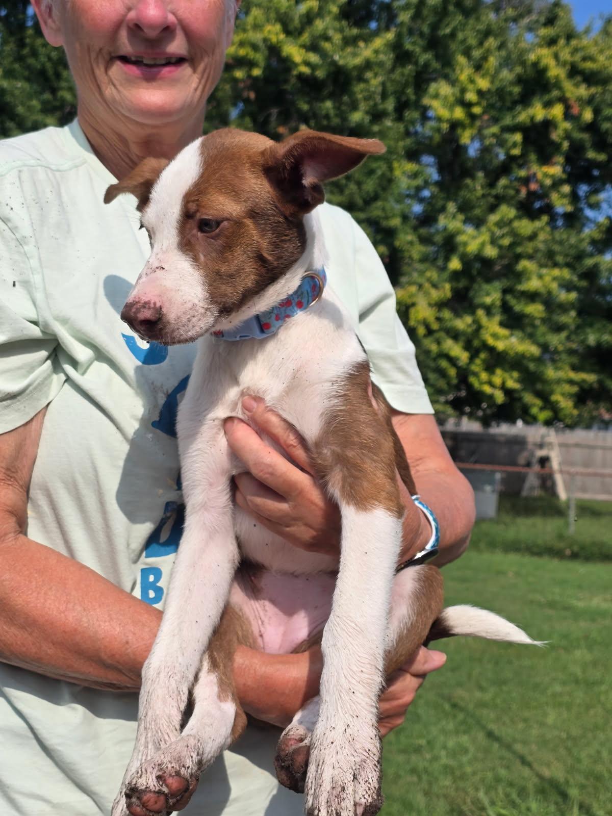 Enlarge Dolly, a Adoptable mixed breed in Portsmouth, VA image 2/6