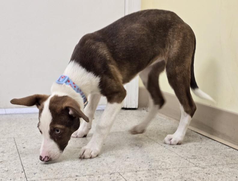 Enlarge Dolly, a Adoptable mixed breed in Portsmouth, VA image 4/6