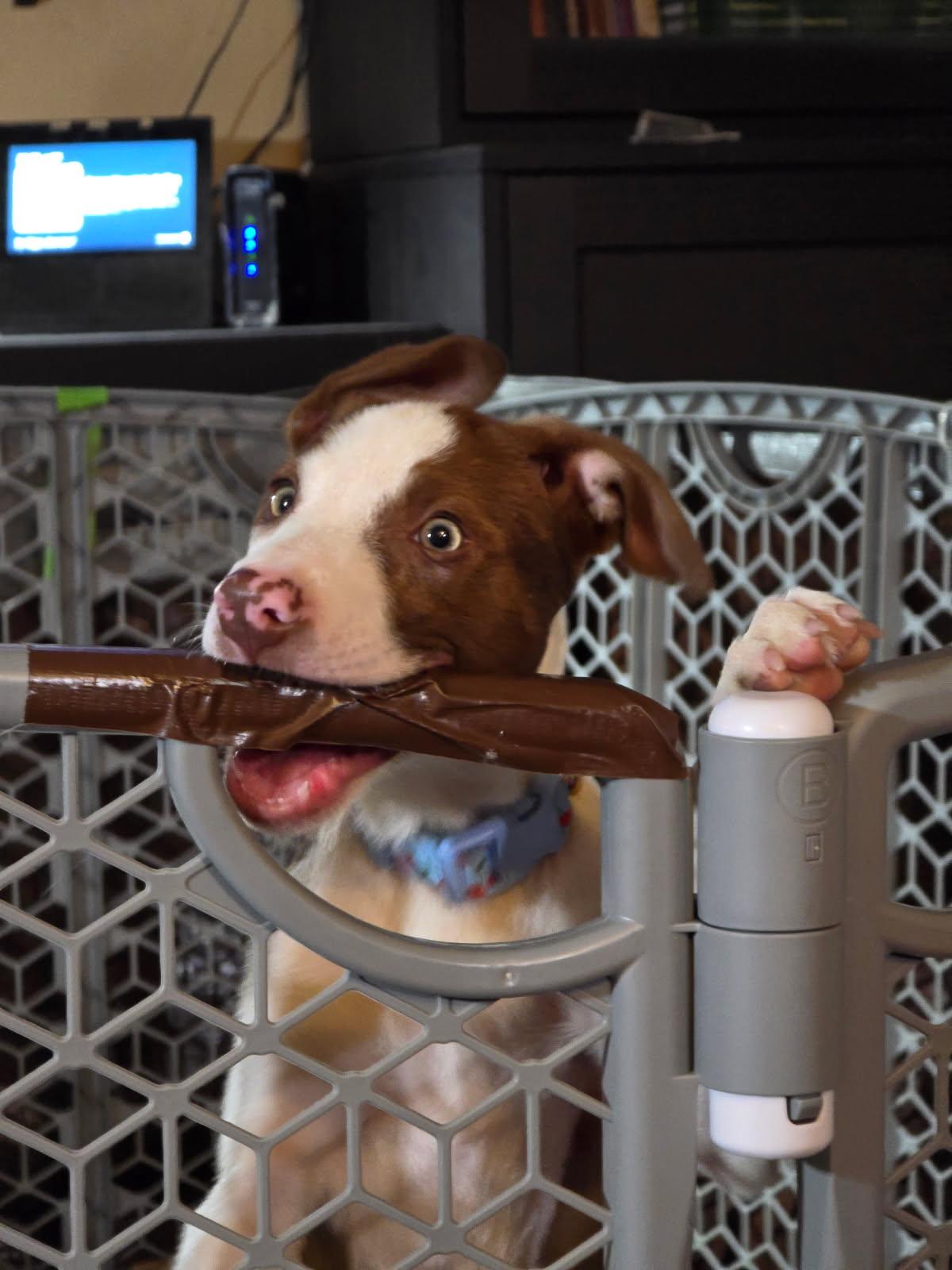 Enlarge Dolly, a Adoptable mixed breed in Portsmouth, VA image 3/6