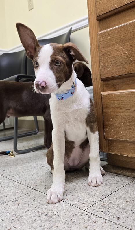 Dolly, Adoptable, Puppy Female Border Collie & Mountain Cur.