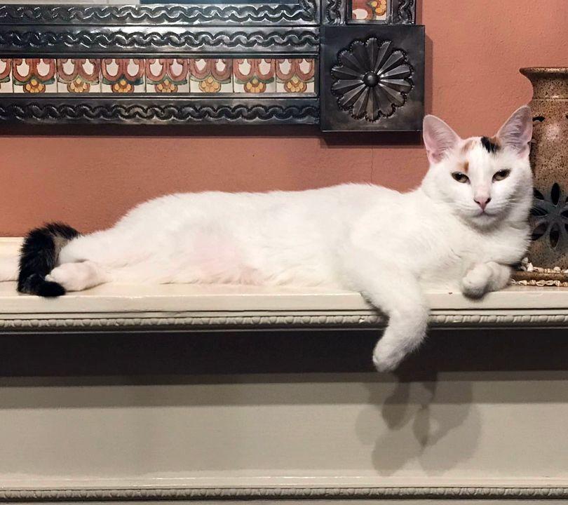 Aurora, Adoptable, Young Female Domestic Short Hair.