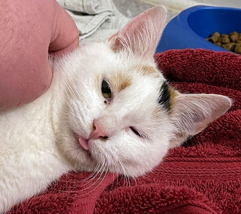 Enlarge Aurora, a Adoptable Domestic Short Hair in Redlands, CA image 2/2