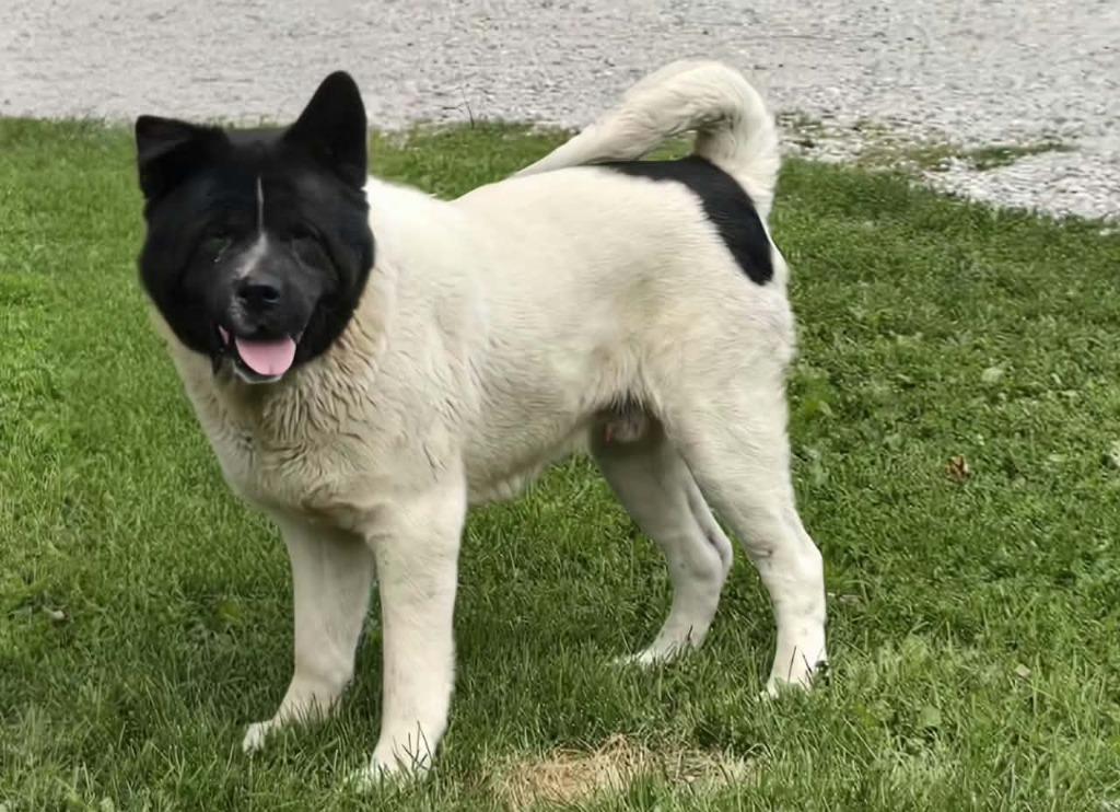 Augustus, Adoptable, Adult Male Akita.