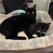 Enlarge Soy Sauce & Oyster Sauce, a Adoptable Domestic Short Hair in Florham Park, NJ image 3/5