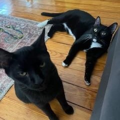 Enlarge Soy Sauce & Oyster Sauce, a Adoptable Domestic Short Hair in Florham Park, NJ image 5/5