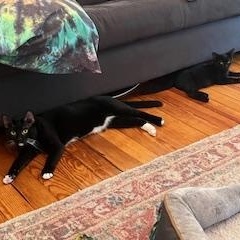 Enlarge Soy Sauce & Oyster Sauce, a Adoptable Domestic Short Hair in Florham Park, NJ image 4/5