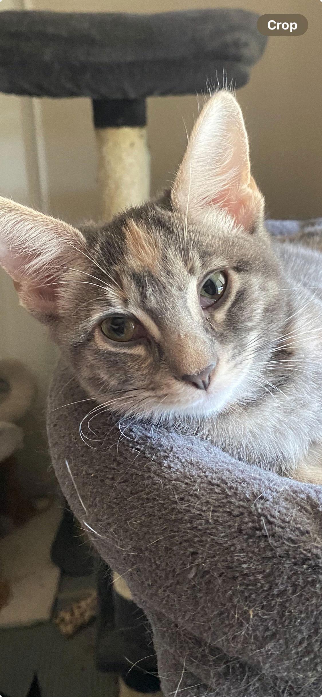 Enlarge Jellybean ( Nicole), a Adoptable Calico in Vacaville, CA image 1/2