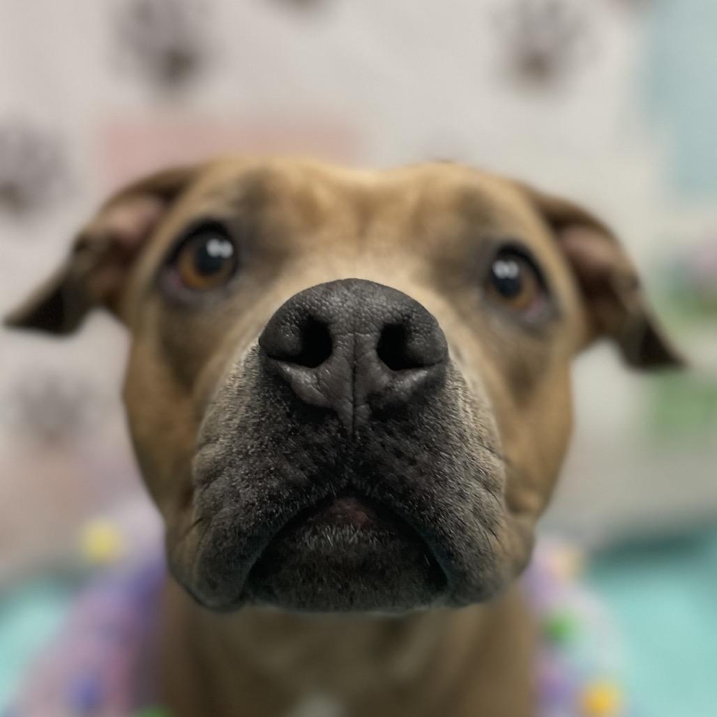 Billie, a Adoptable Pit Bull Terrier in Henderson, NV image 1/3