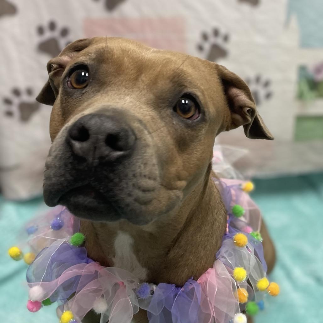Billie, a Adoptable Pit Bull Terrier in Henderson, NV image 2/3