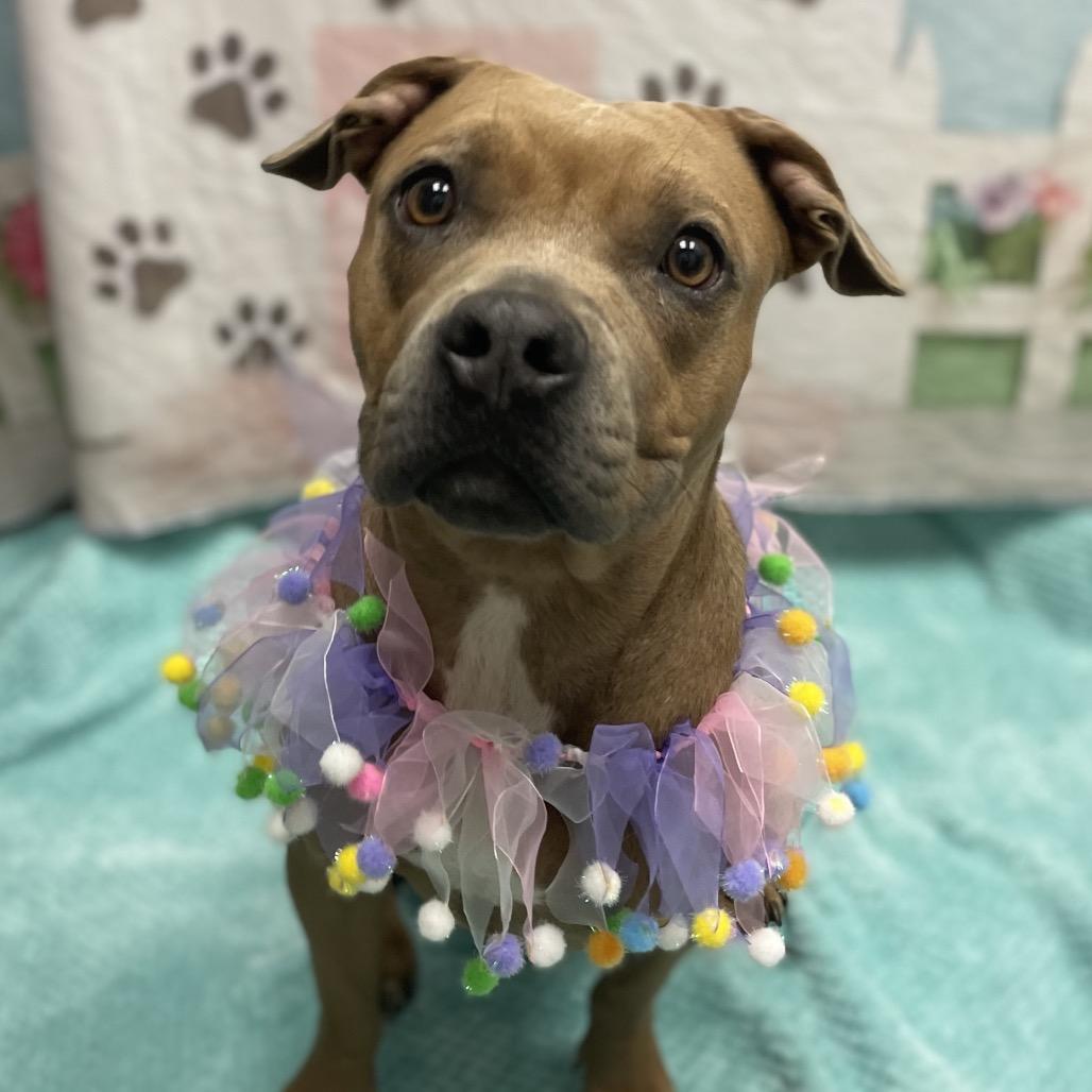 Billie, a Adoptable Pit Bull Terrier in Henderson, NV image 3/3