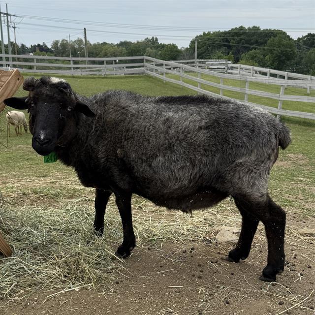 LAGOON, Adoptable, Young Male Sheep.