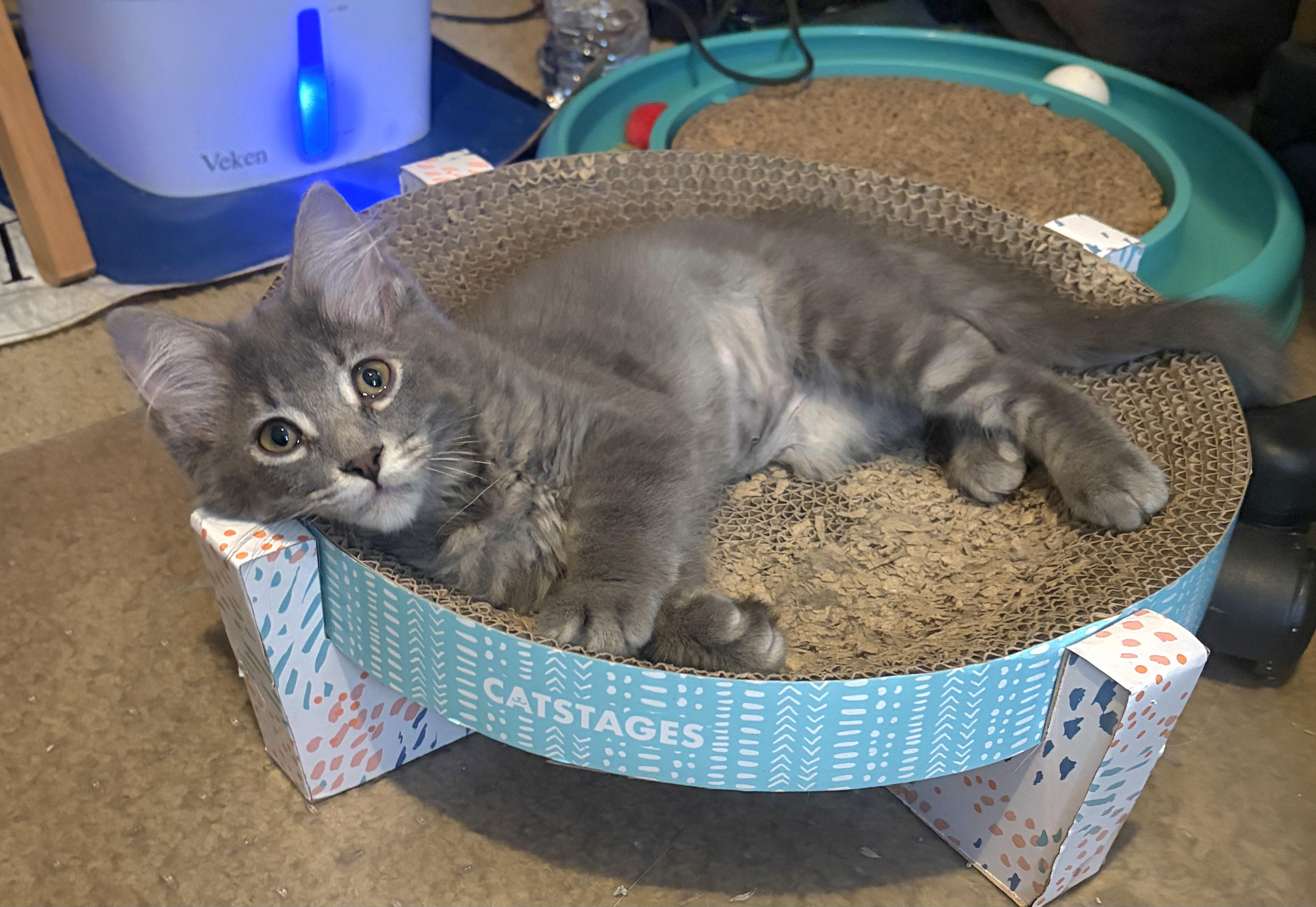 Enlarge Rose, a Adoptable Domestic Medium Hair in Pittsburgh, PA image 6/6