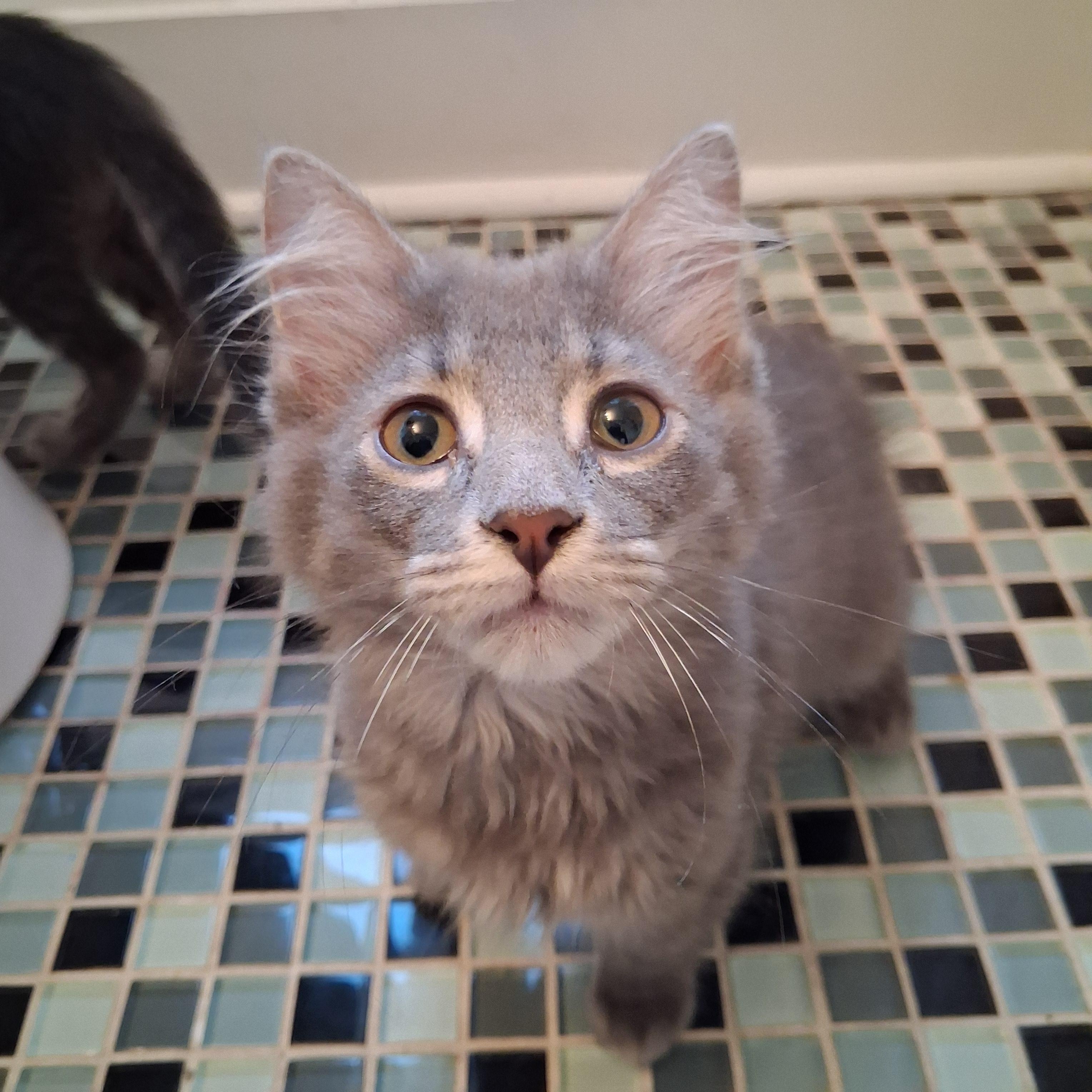 Enlarge Rose, a Adoptable Domestic Medium Hair in Pittsburgh, PA image 3/6