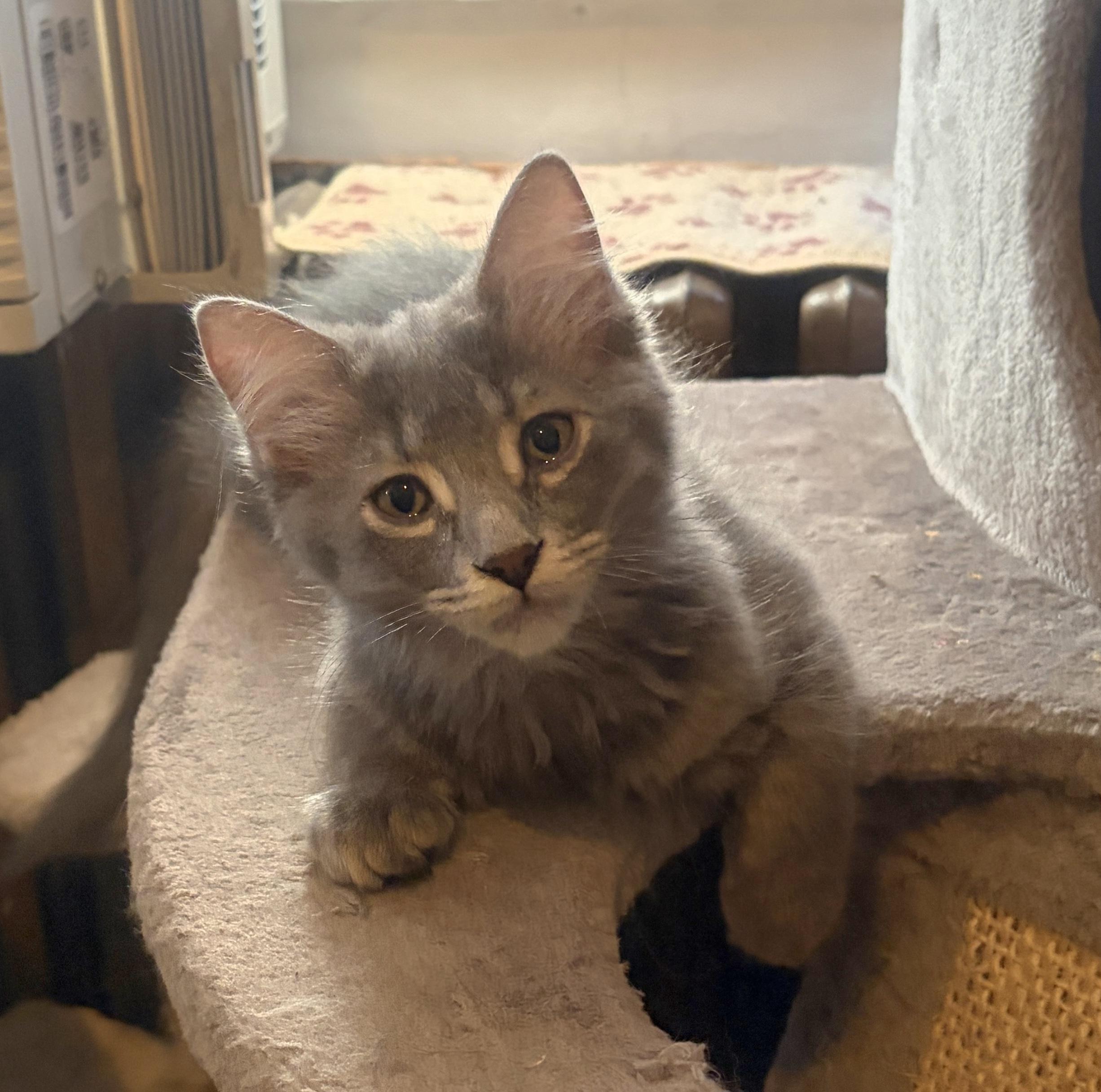 Rose, Adoptable, Young Female Domestic Medium Hair.
