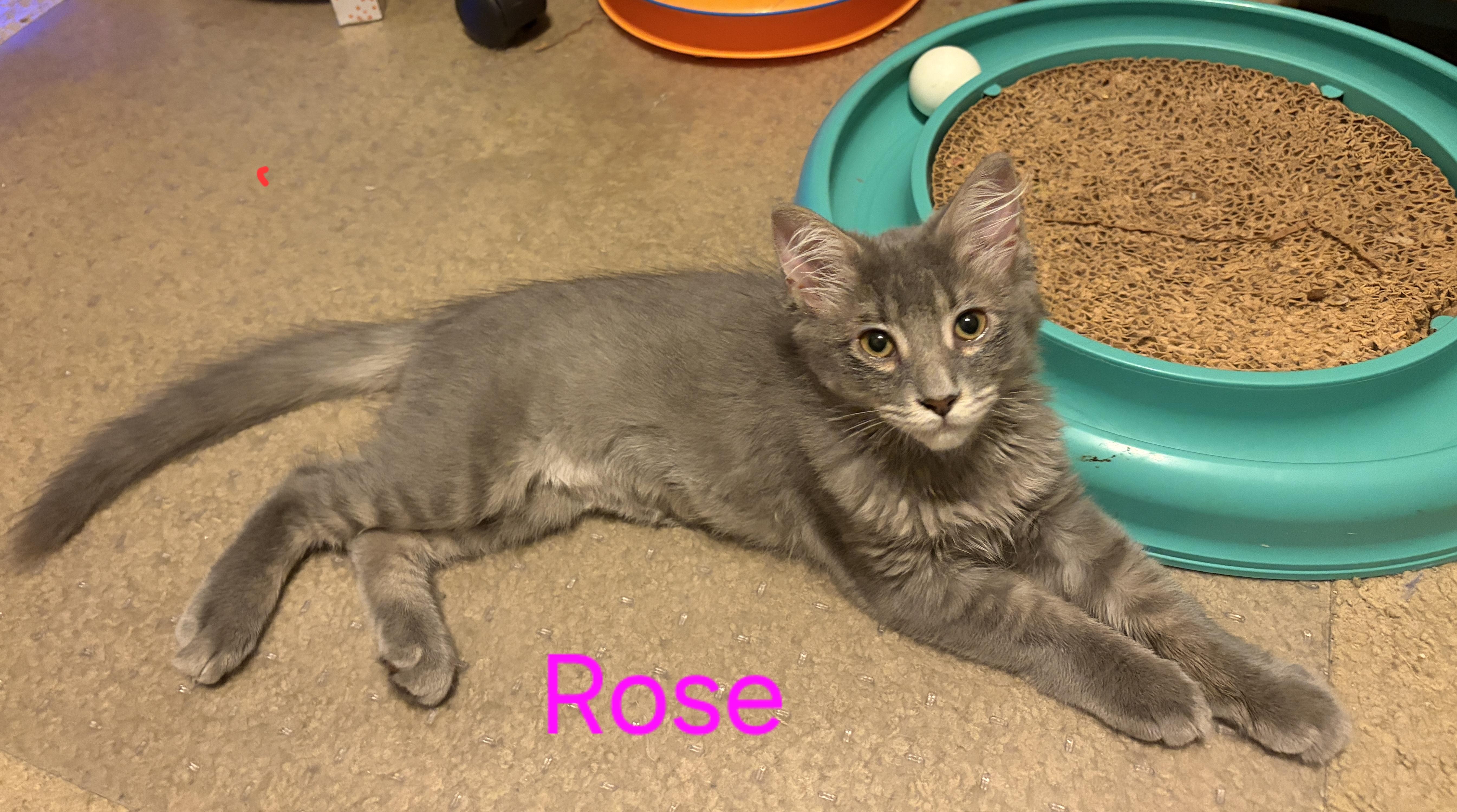 Enlarge Rose, a Adoptable Domestic Medium Hair in Pittsburgh, PA image 5/6