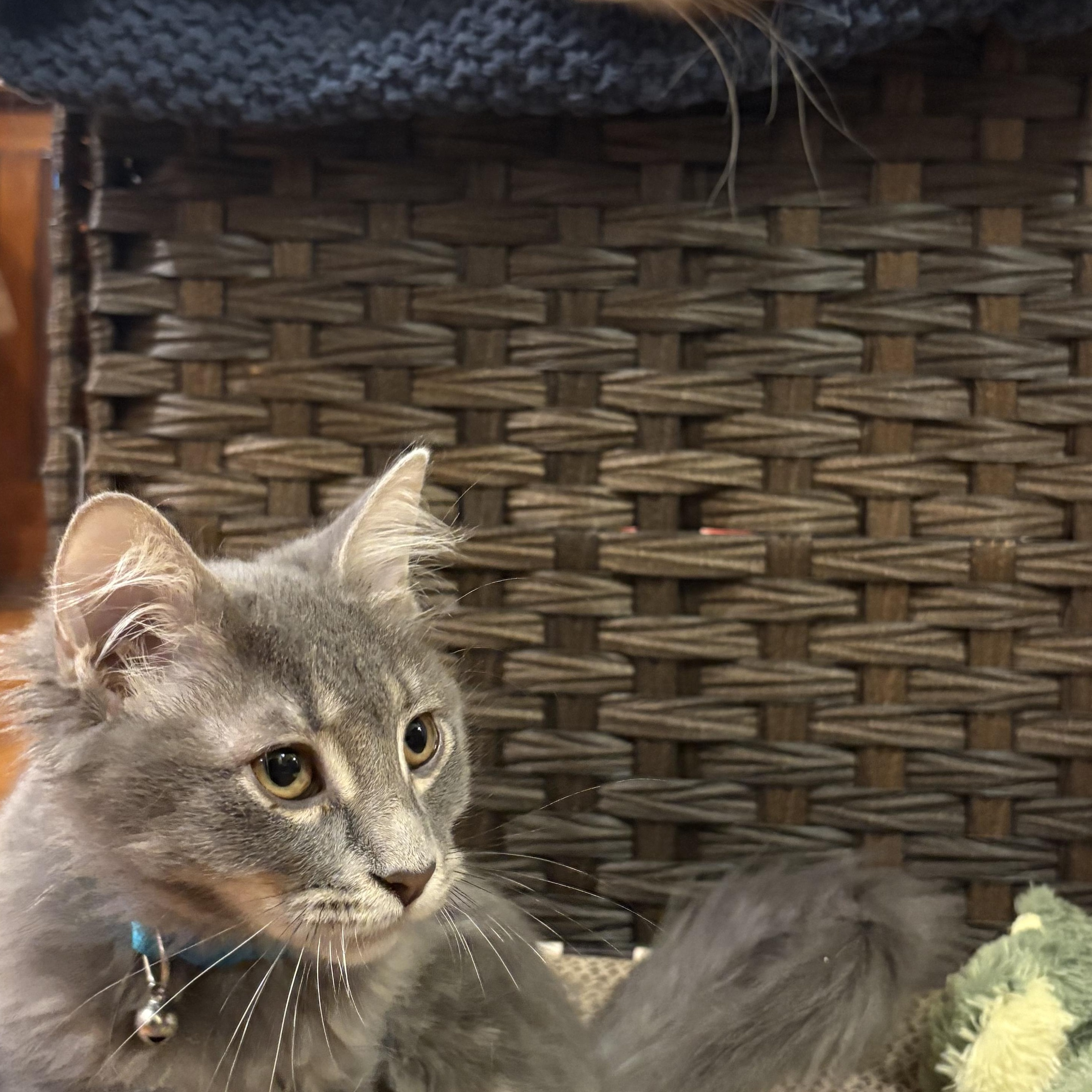 Enlarge Rose, a Adoptable Domestic Medium Hair in Pittsburgh, PA image 2/6