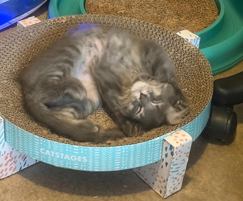 Enlarge Rose, a Adoptable Domestic Medium Hair in Pittsburgh, PA image 4/6