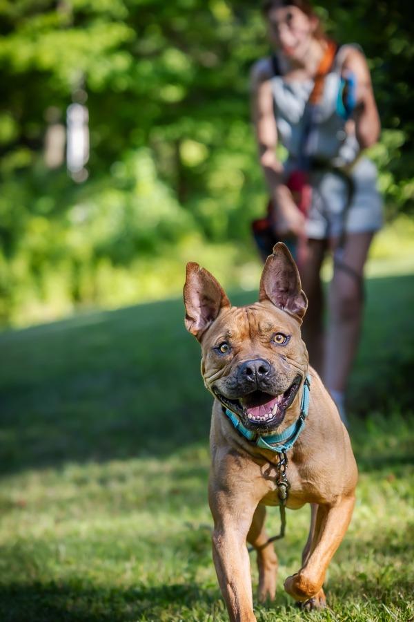 Enlarge Boston, a Adoptable mixed breed in Kettering, OH image 1/6