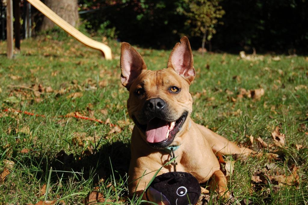 Enlarge Boston, a Adoptable mixed breed in Kettering, OH image 3/6