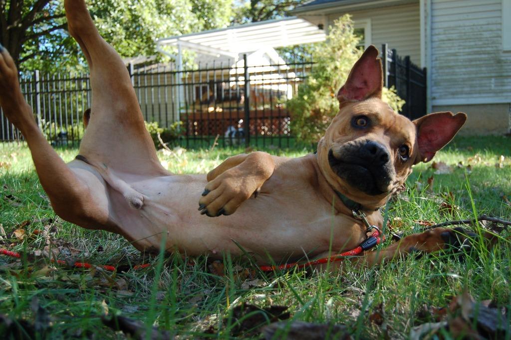 Enlarge Boston, a Adoptable mixed breed in Kettering, OH image 4/6