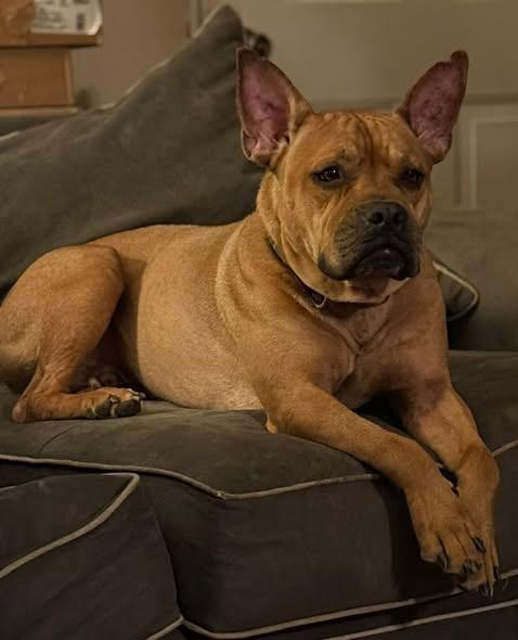 Boston, a Adoptable mixed breed in Kettering, OH image 4/6