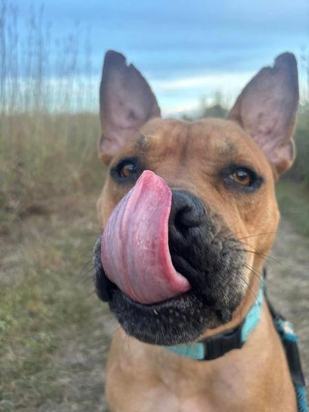 Enlarge Boston, a Adoptable mixed breed in Kettering, OH image 5/6