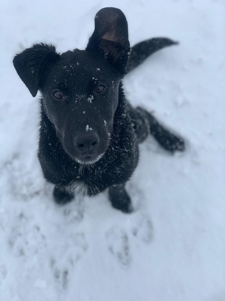 Enlarge Brodie, a ADOPTABLE mixed breed in wetaskiwin, AB image 1/4