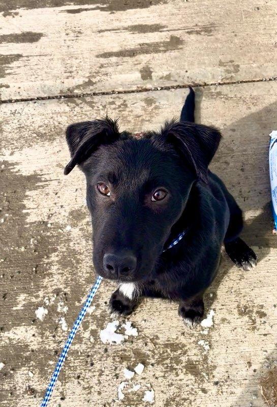 Brodie, a ADOPTABLE mixed breed in wetaskiwin, AB image 1/3