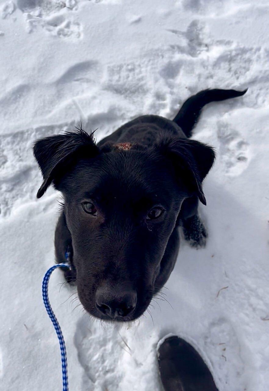 Brodie, a ADOPTABLE mixed breed in wetaskiwin, AB image 2/3