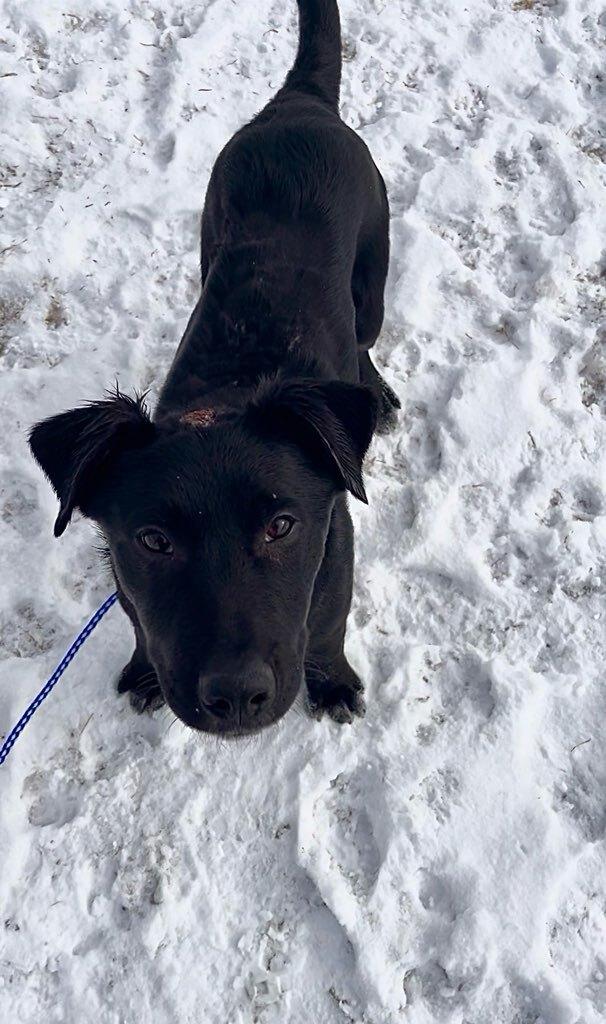 Brodie, a ADOPTABLE mixed breed in wetaskiwin, AB image 3/3