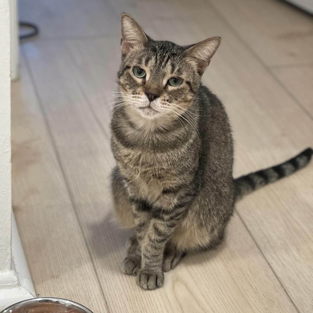 Coconut — thumbnail 2