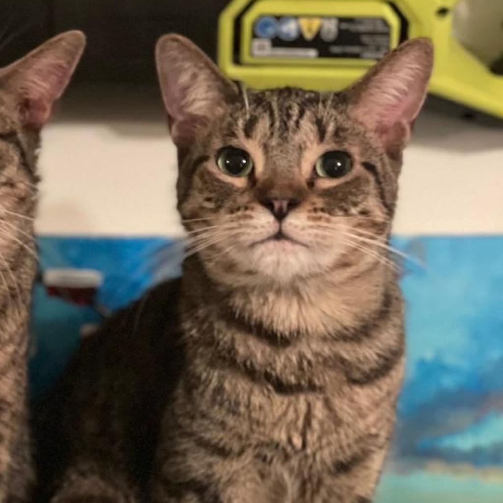 Coconut — thumbnail 3