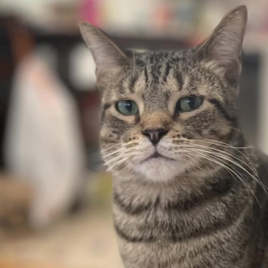 Coconut — thumbnail 4