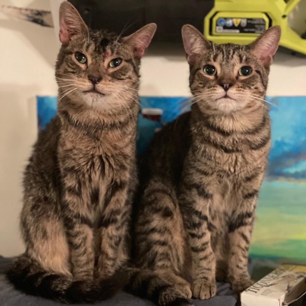 Coconut — thumbnail 5