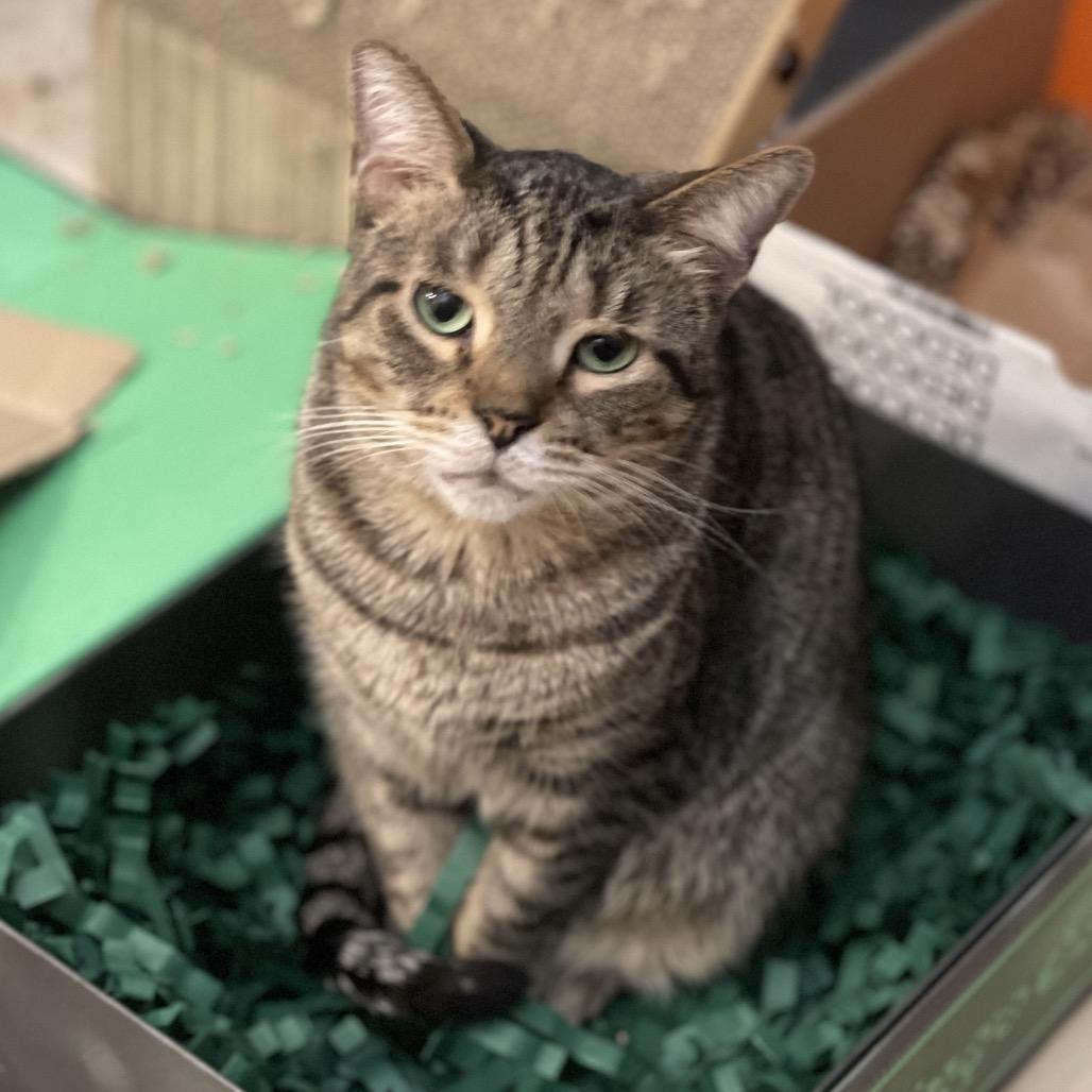 Coconut — thumbnail 6